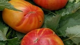 瓜妞吃瓜,揭秘娱乐圈那些事儿