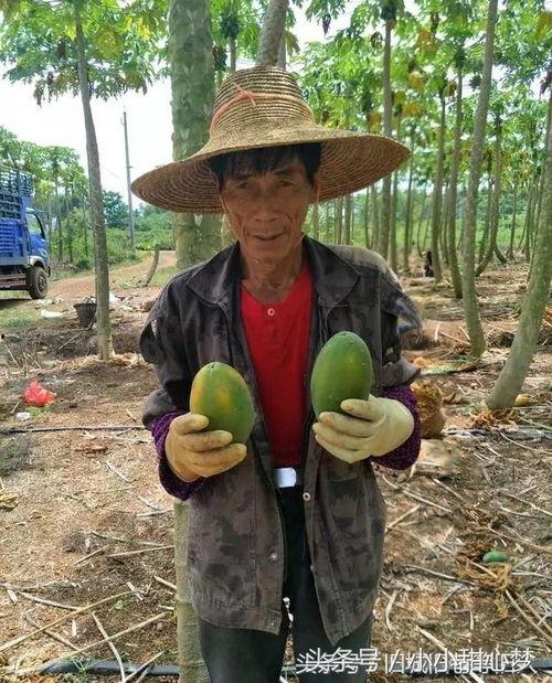 农村吃瓜新闻,揭秘乡村里的趣味故事与民间奇谈