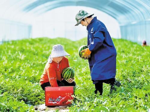 农村吃瓜新闻,揭秘乡村里的趣味故事与民间奇谈