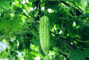 天天看花天天吃瓜,乐享生活日常