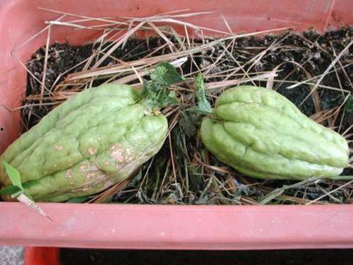 兰州观赏瓜怎么吃,解锁美味与视觉盛宴的双重享受