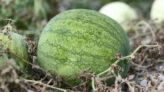 兰州观赏瓜怎么吃,解锁美味与视觉盛宴的双重享受