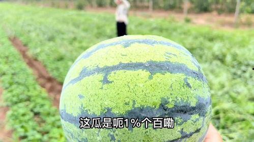 地头吃瓜,品味乡村生活乐趣