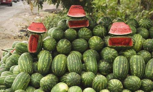 地头吃瓜,品味乡村生活乐趣