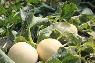 吃瓜甜吃药苦,吃瓜甜与吃药苦的人生感悟