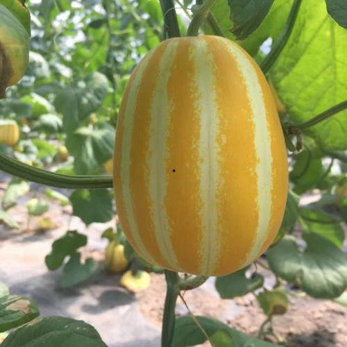 吃瓜上海网红,揭秘上海网红的吃瓜日常