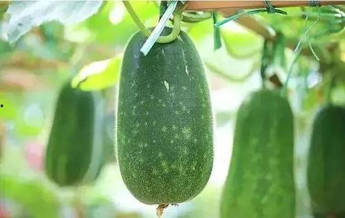 玉春楼吃瓜,揭秘吃瓜群众的狂欢盛宴