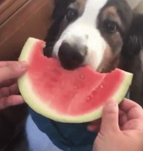 可爱小狗吃瓜头像