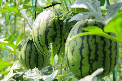 吃瓜注意隐私,隐私保护指南