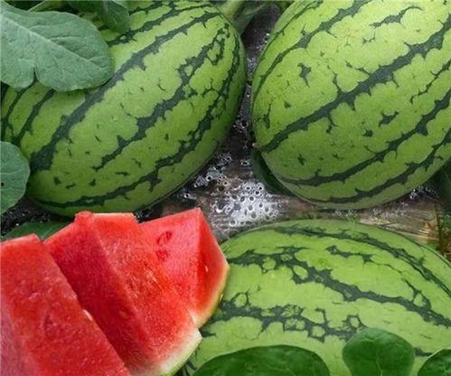 吃瓜的吃大瓜的,揭秘“吃大瓜”的狂热与魅力