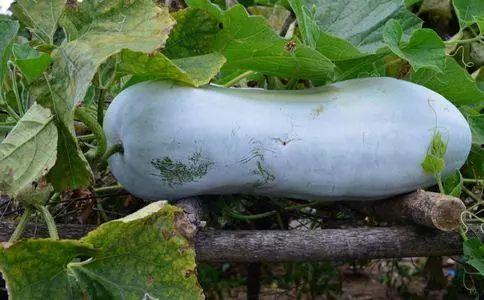 什么瓜全身可以吃,揭秘全身可食用的神奇瓜果