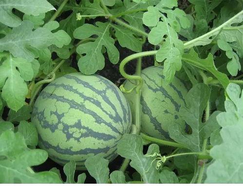 吃瓜王清流,揭秘娱乐圈幕后真相