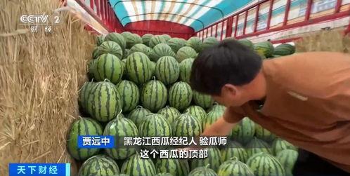 cd27内场吃瓜,一场别开生面的吃瓜盛宴