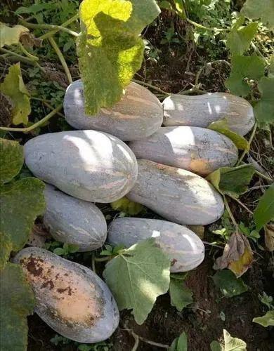 云南小伙吃瓜网,揭秘吃瓜网背后的故事