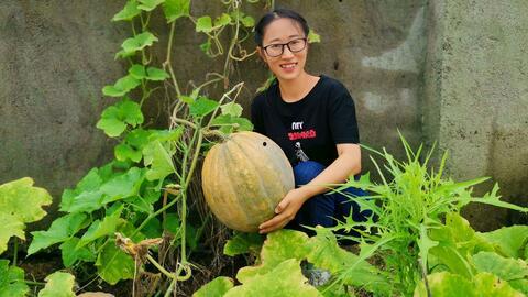 农村大爷设局吃瓜,揭秘乡村智慧与欢乐