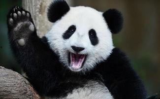 瓜哥吃瓜大熊猫是谁,揭秘大熊猫界的“吃瓜群众”