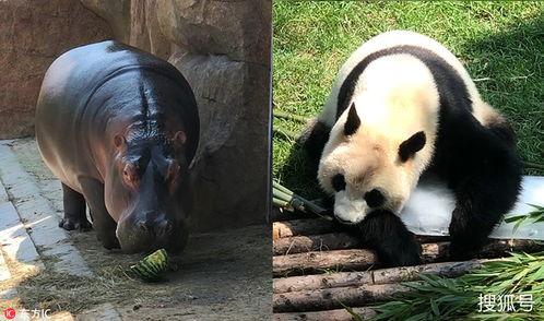 瓜哥吃瓜大熊猫是谁,揭秘大熊猫界的“吃瓜群众”