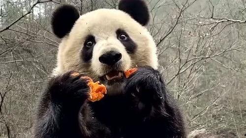 瓜哥吃瓜大熊猫是谁,揭秘大熊猫界的“吃瓜群众”