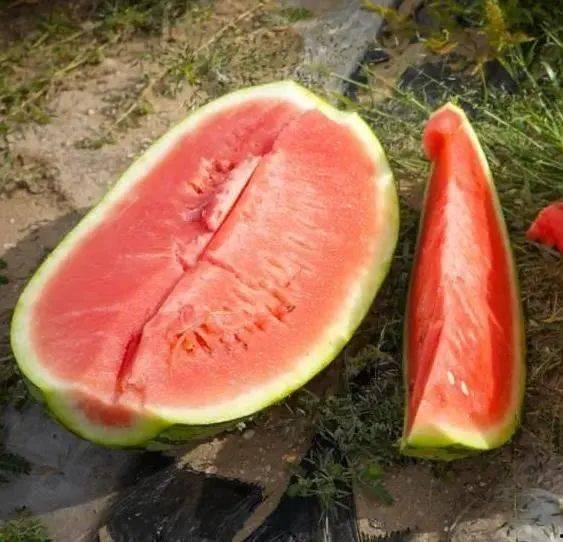 哈城市吃瓜,街头小吃，瓜果飘香，尽享人间烟火气