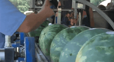 哈城市吃瓜,街头小吃，瓜果飘香，尽享人间烟火气