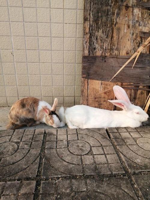 吃瓜叶兔,揭秘网红美食背后的故事