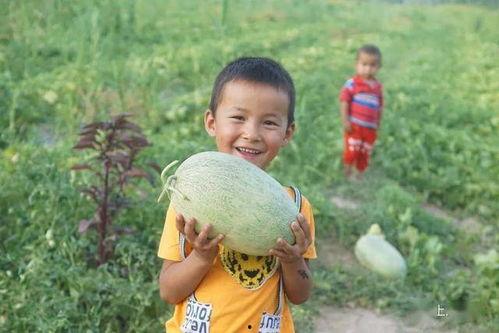 踏月留香最新吃瓜,揭秘娱乐圈最新吃瓜事件