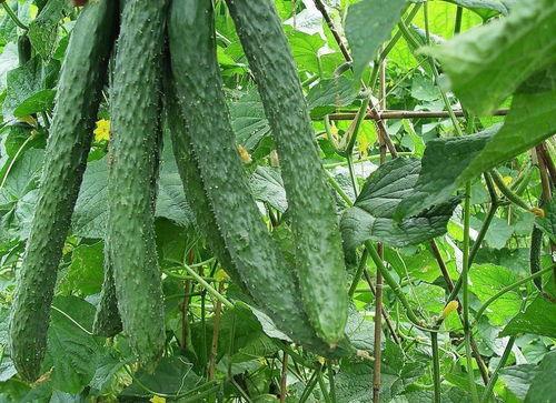 吃瓜博主早期,从幕后到台前的成长历程