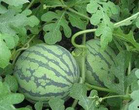 白玉瓜孕妇可以吃吗,安全营养两不误