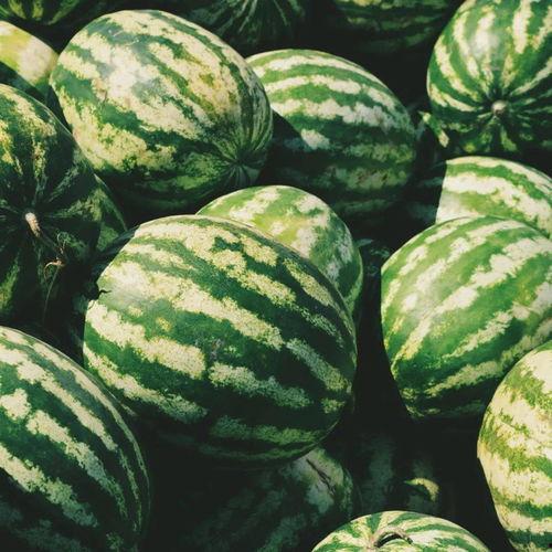 吃瓜容易种瓜难