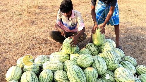 美国男朋友吃瓜