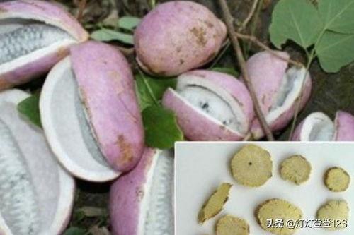 八月瓜怎样吃,解锁美味新体验