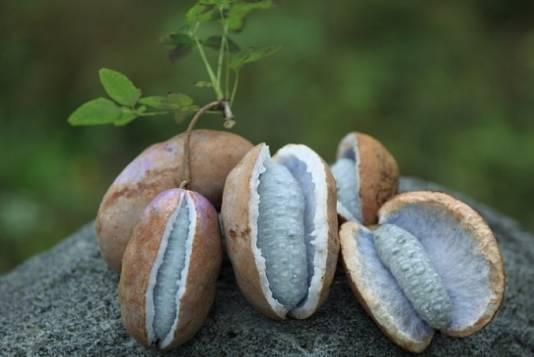 八月瓜怎样吃,解锁美味新体验