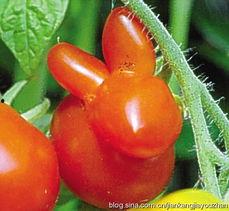 歪瓜裂枣吃不得,食品安全记心间