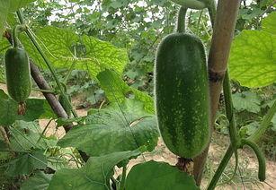 减肥吃毛瓜,天然低卡美食，轻松打造健康体态