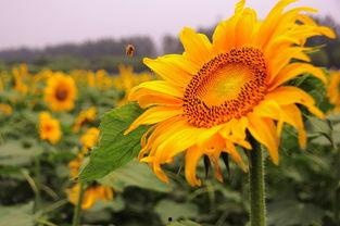 太阳花吃瓜小组,揭秘校园里的趣味生活圈