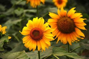 太阳花吃瓜小组,揭秘校园里的趣味生活圈