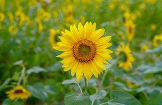 太阳花吃瓜小组,揭秘校园里的趣味生活圈