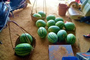 瓜田吃瓜搞笑视频,搞笑视频带你领略欢乐时光