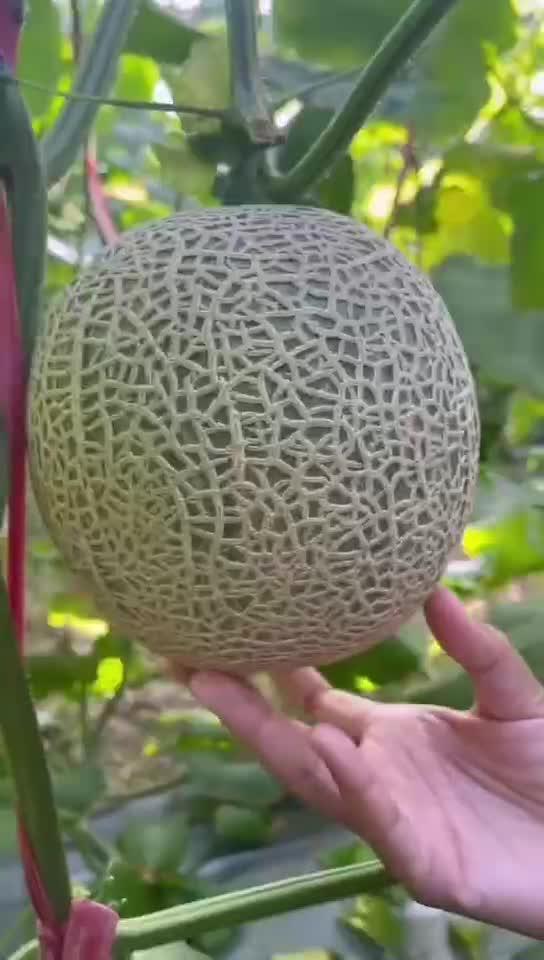 孕妇吃玲珑蜜瓜,玲珑蜜瓜的营养益处与食用指南