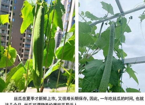 吃瓜助养视频大全,趣味养宠攻略大揭秘