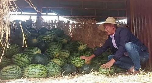 瓜农在线吃瓜,揭秘瓜农生活新风尚