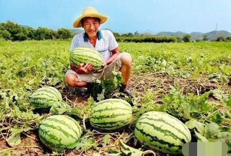 瓜农在线吃瓜,揭秘瓜农生活新风尚