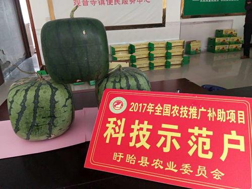 佛科院吃瓜,揭秘校园美食背后的故事