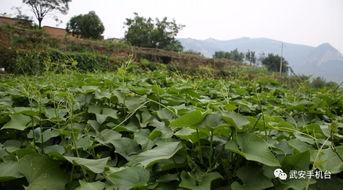 佛科院吃瓜,揭秘校园美食背后的故事