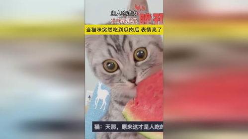吃瓜猫 表情包下载,趣味横生的网络潮流