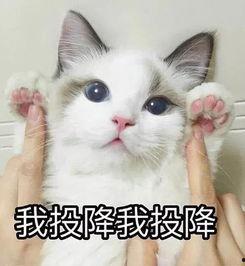 吃瓜猫 表情包下载,趣味横生的网络潮流