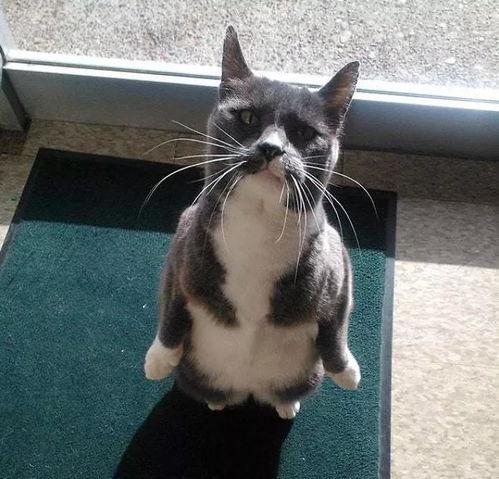 猫吃瓜好吗,揭秘猫吃瓜的奥秘与乐趣