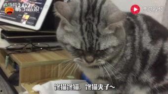 猫吃瓜好吗,揭秘猫吃瓜的奥秘与乐趣