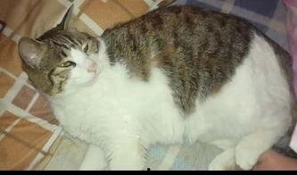 猫吃瓜好吗,揭秘猫吃瓜的奥秘与乐趣