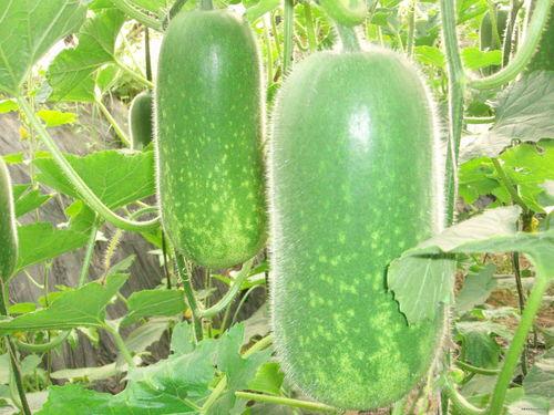 吃瓜待瓜什么意思,揭秘“吃瓜待瓜”背后的网络热词现象